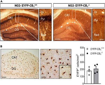 Cannabinoid CB1 receptor expression in oligodendrocyte progenitors of the hippocampus revealed by the NG2-EYFP-knockin mouse